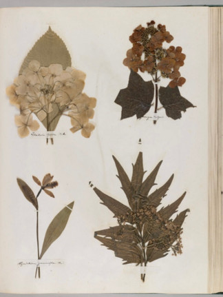 book about flower drying