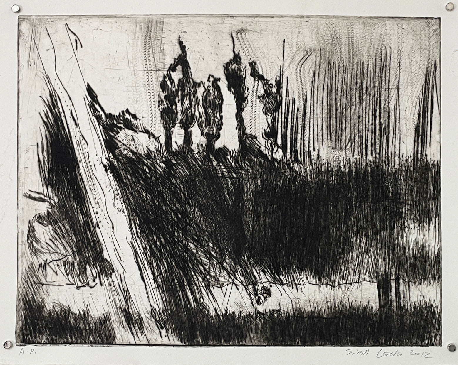 סימה לוין | ברושים בנוף