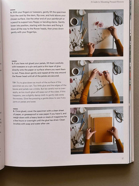 ספר בנושא פרחים או ייבוש פרחים