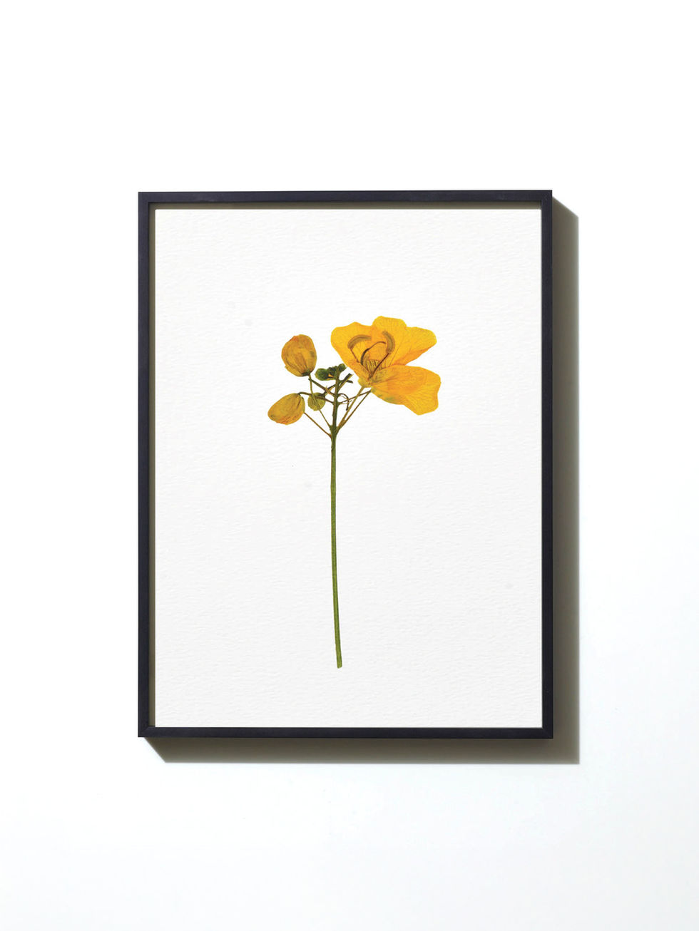 הדפס ממוסגר - פרחים מיובשים בטכניקה מסורתית