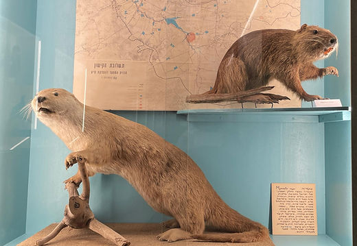 نهر المقطّع (كيشون) اليوم