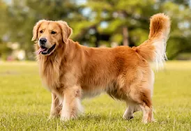 golden retriever.webp