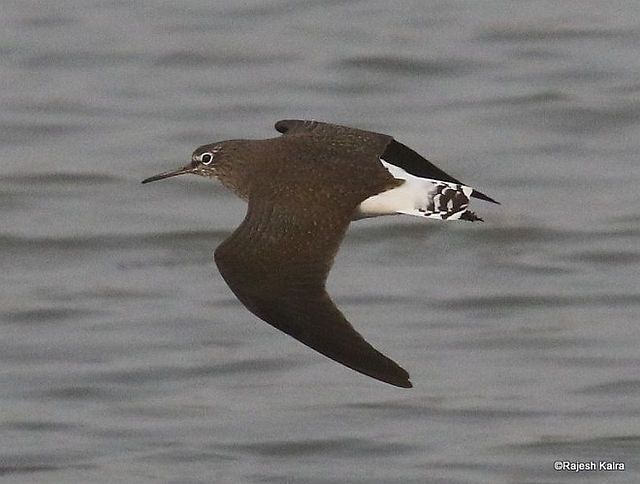 sandpiper_green_5r3a3283