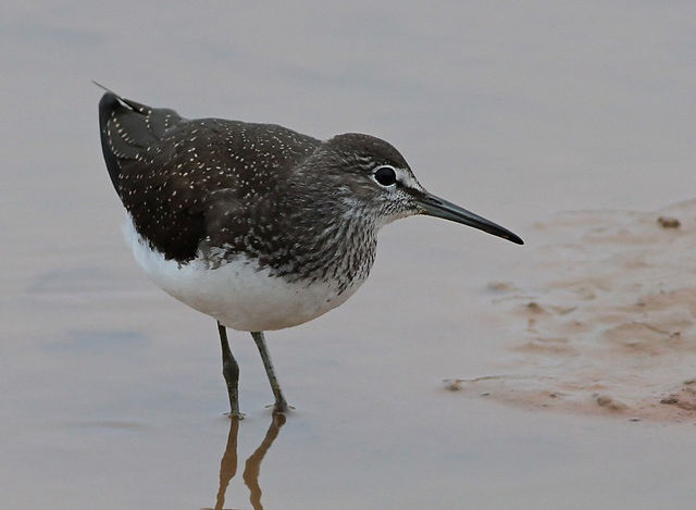 green-sandpiper-thormwick-pool-21-7-13