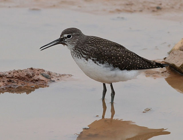 green-sandpiper-2thormwick-pool-21-7-13
