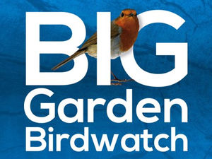 #BigGardenBirdwatch 2018