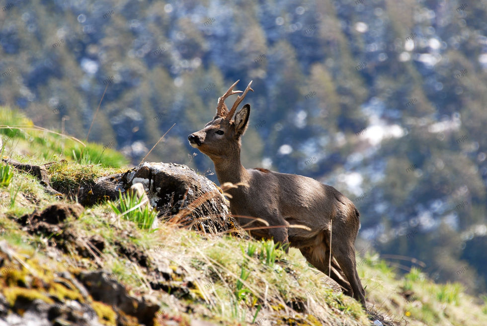 CHEVREUIL MALE