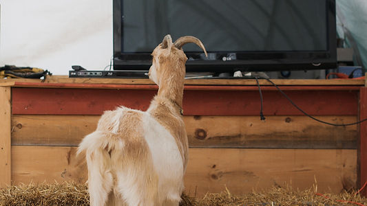 movies with goats