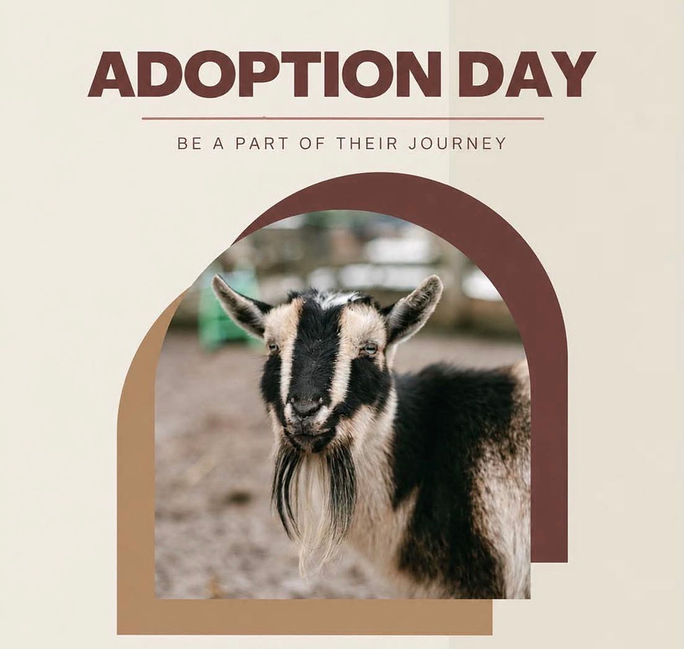 Adoption Day