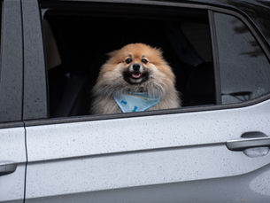 1º Passeio Pet com a Mãe do Rocio reuniu mais de 150 animais em Paranaguá