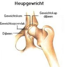 Afbeelding heupgewricht.jpg