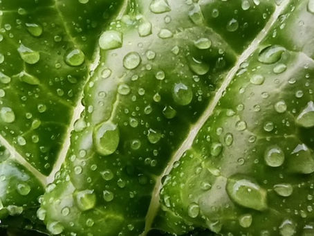 La XXI convocatoria de los Premios Biodiversidad de la Fundación BBVA incorpora nuevas categorías y suma el Premio Biophilia