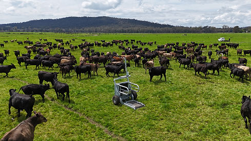 Black cattle grazing in a green field with a cattle chute