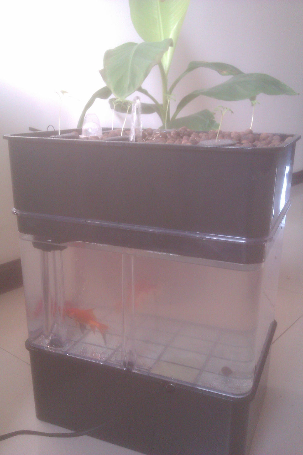 縮圖：鱼菜共生花园箱 | Aquaponic Garden Box