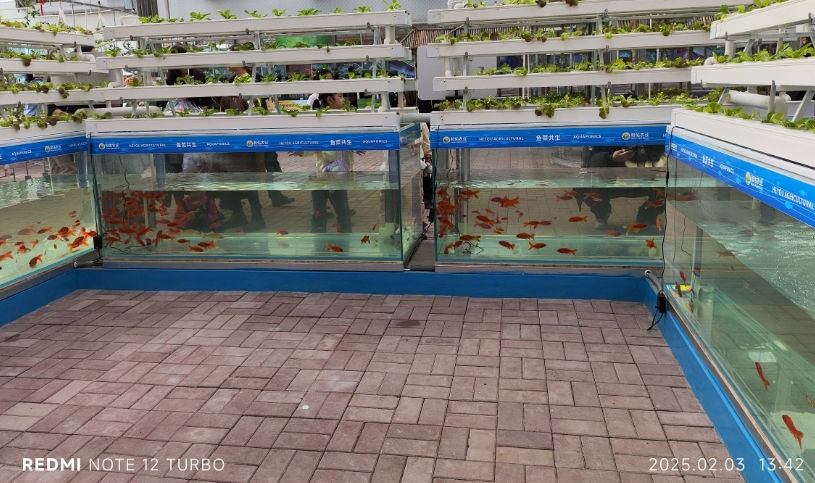 縮圖：A型鱼菜共生系统 | Aquaponic A-Frame System