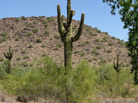 Phoenix who??