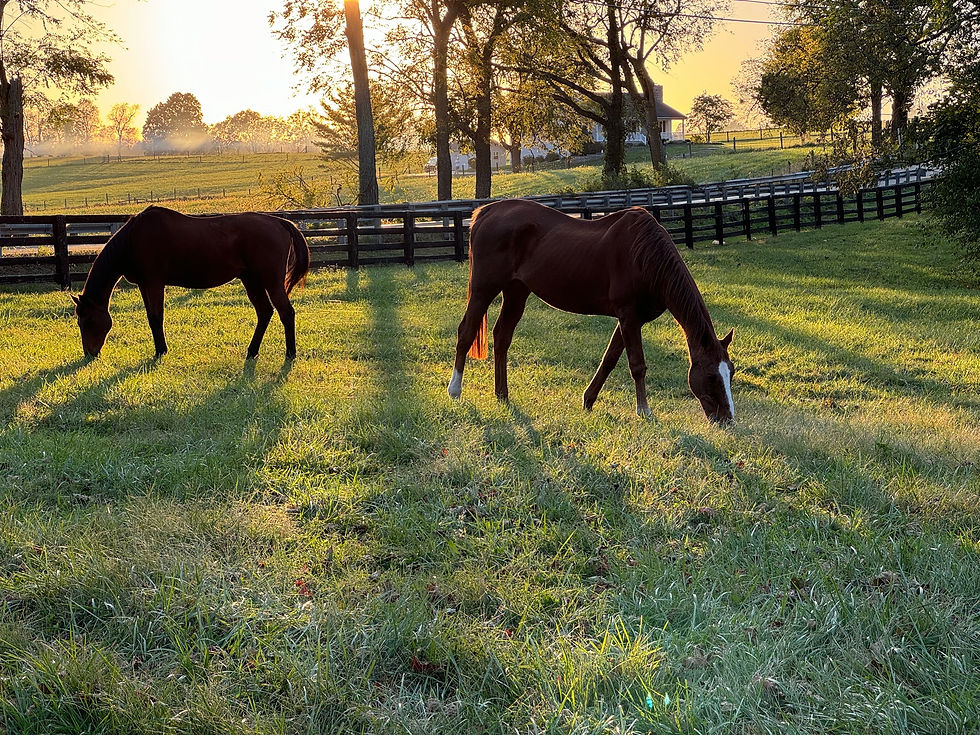 You're in Horse Country now!