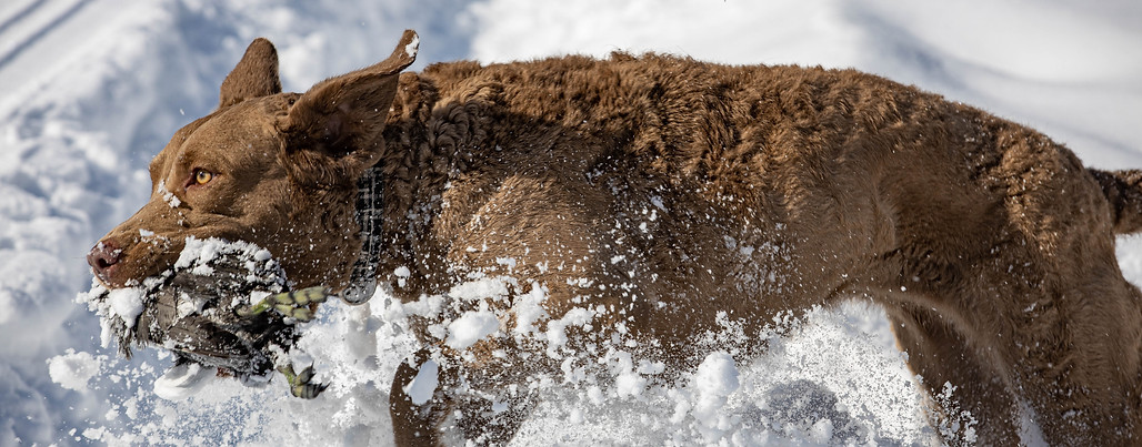 bird dog cbr retrieving duck