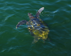 Sea turtle