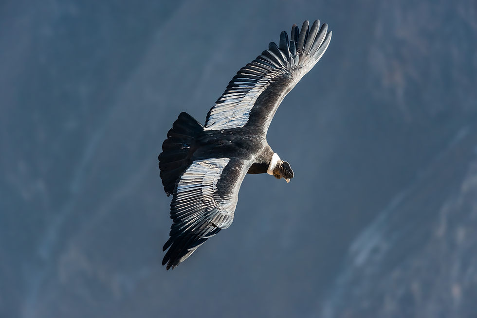 Andean condor in the Colca Canyon