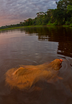 Swimming sloath