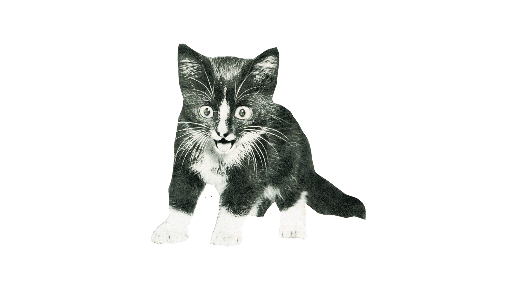 kitty.gif