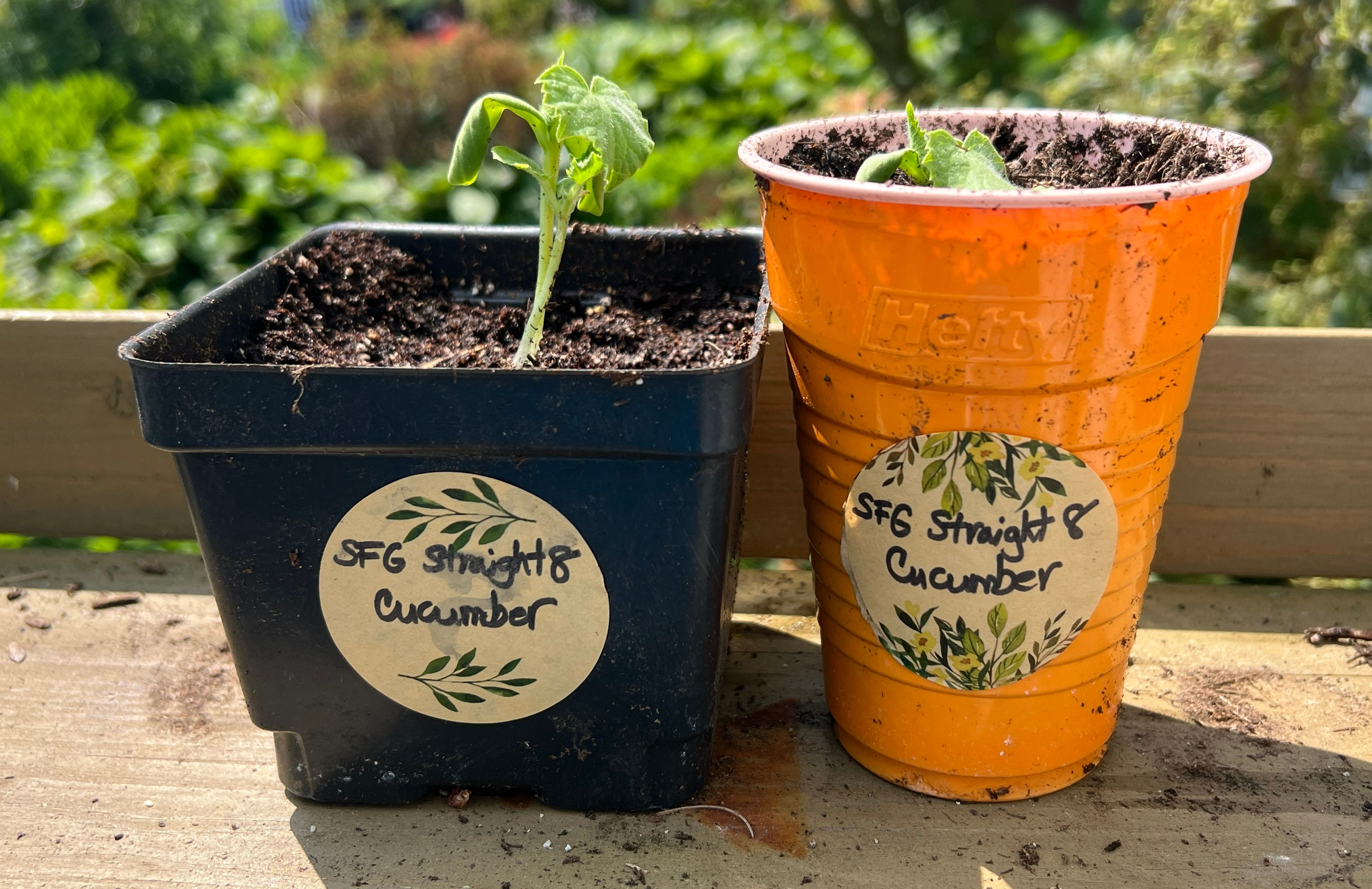 Cucumber - Straight 8