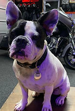 Scout
