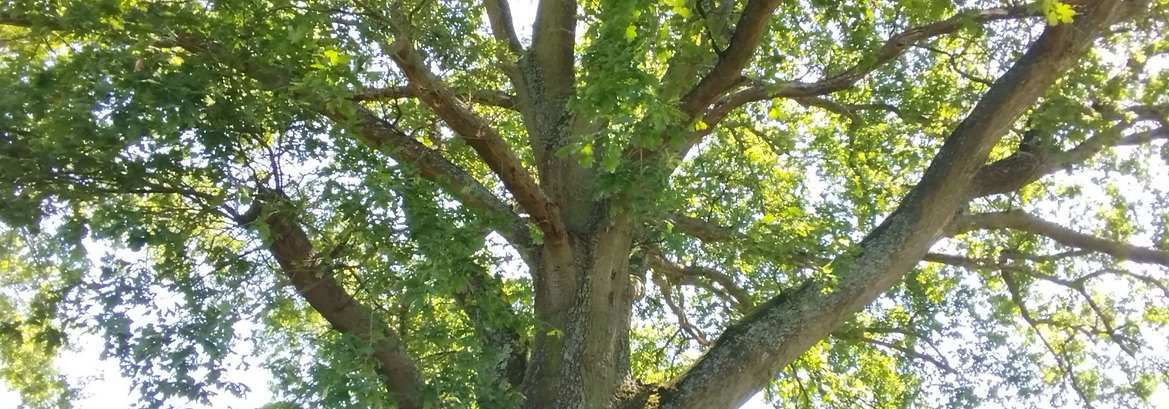 AufbauKurs_Baum_edited_edited.png