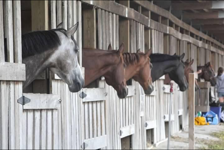Hunter/Jumper Alpine Farms United States