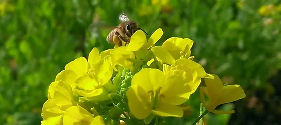 岡山県産純粋蜂蜜の製造直売 かもがた養蜂pristine