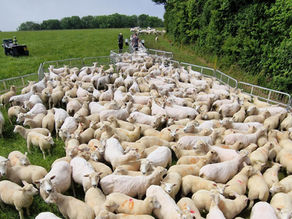 sheep in a field
