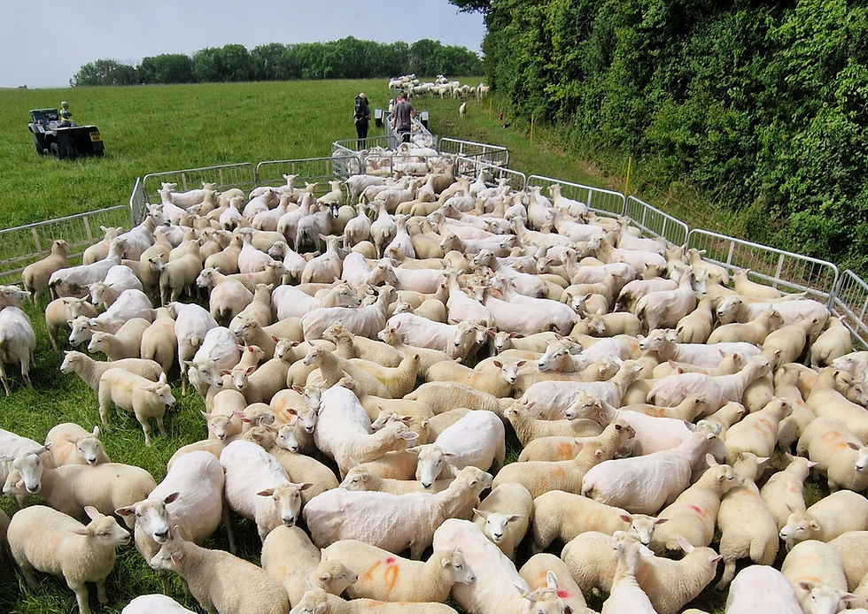 Farmer standing in field with sheep behind