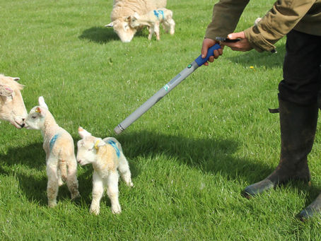 Man in a field with lambs using the shearwell stick reader and the MyFarmWorks app on his phone