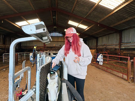 The Red Shepherdess scanning a Shearwell sheep tag using the X6 Stock Recorder
