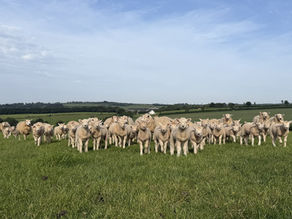 Sheep and lambs in field waiting to get vaccinations