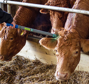 Record details of your livestock electronically