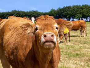 Cow in field with EID tag