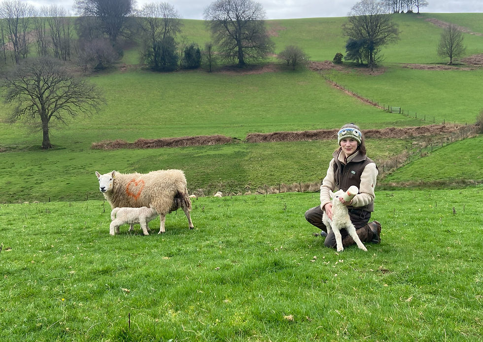 Isobel a sheep farmer bottle feeding a lamb in a field with a ewe and lamb in the background