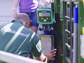 A farmer using a shearweigh weigh head and ipad to weigh his cattle
