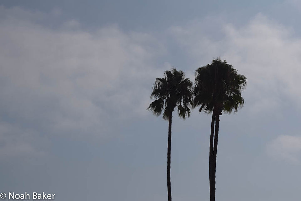 Picture of two Palm Trees