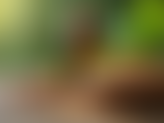 Restore Your Hair with Ayurvedic Solutions at Wakeel