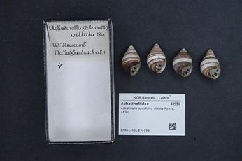 Achatinella apexfulva.jpeg