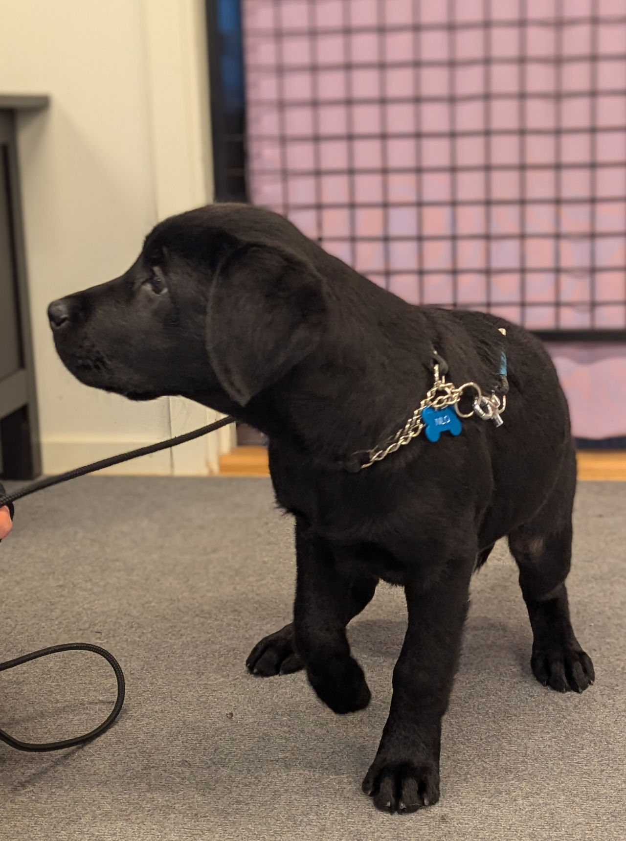 Svart labradorvalp tittar på sin ägare under prova på Nosework-tillfälle