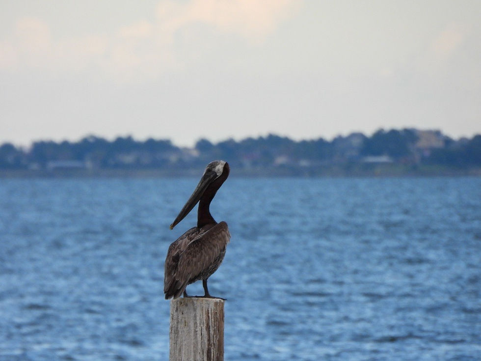 Brown Pelican