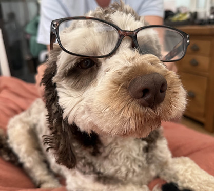 rocco glasses.jpg