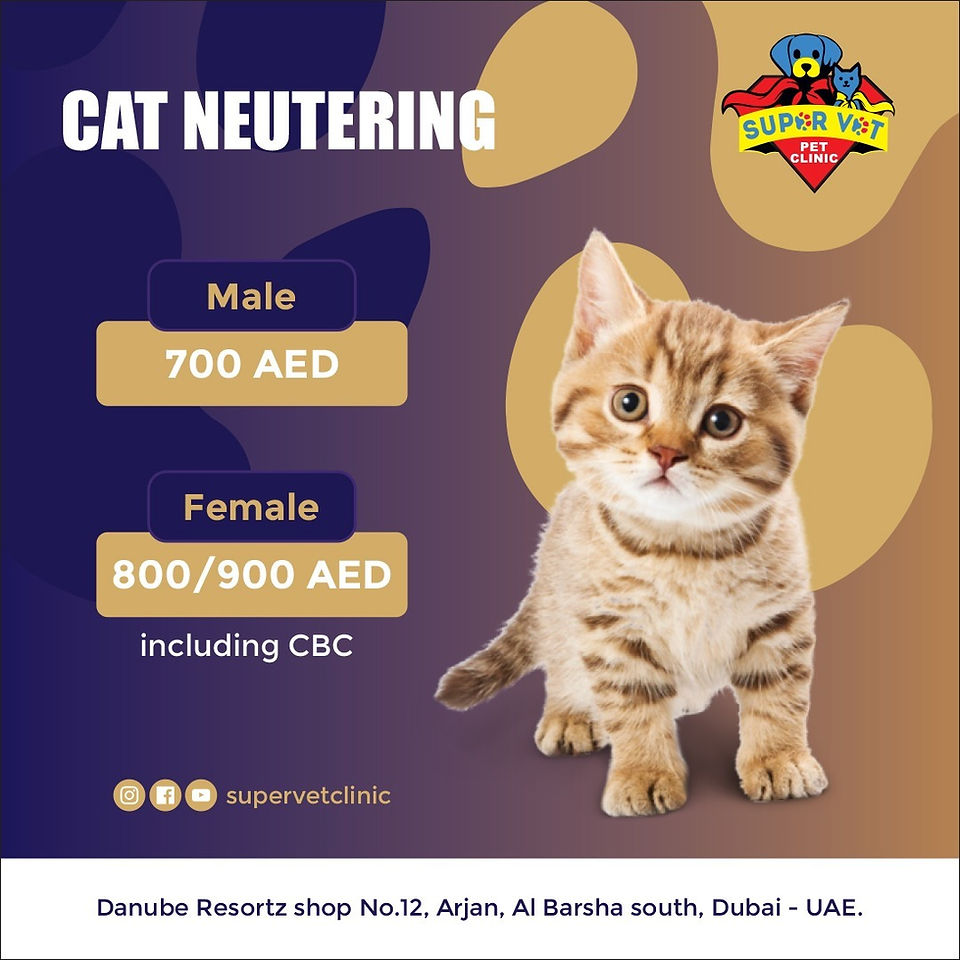 Cat neutering service at Super Vet Clinic Dubai