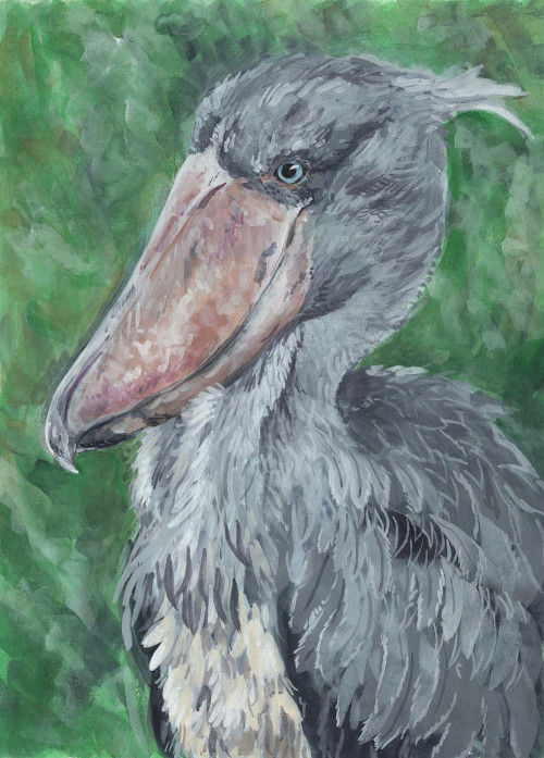 Shoebill Portrait