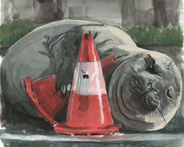 Niel the Seal