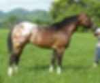 Appaloosa Ensabanado